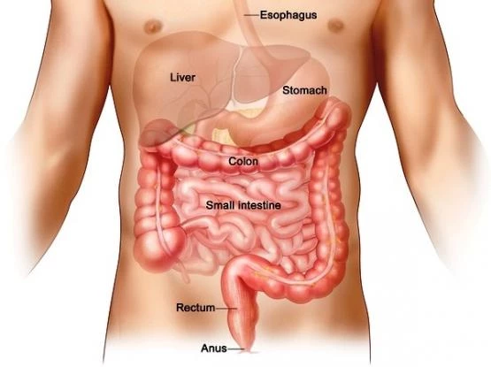 Καρκίνος παχέος εντέρου: Τι τον προκαλεί – Τι πρέπει να προσέχετε